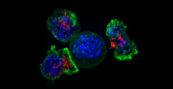 Three Men Who Led Development of Cell Therapy and Why it is Important